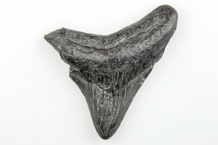 2.32" Juvenile Megalodon Tooth - South Carolina